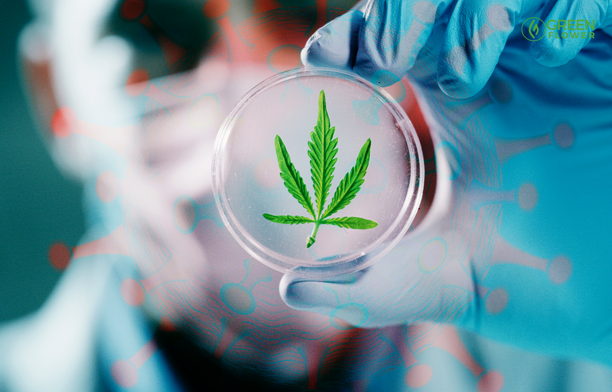 Global Researchers Focus On Cannabis For COVID | Green Flower News
