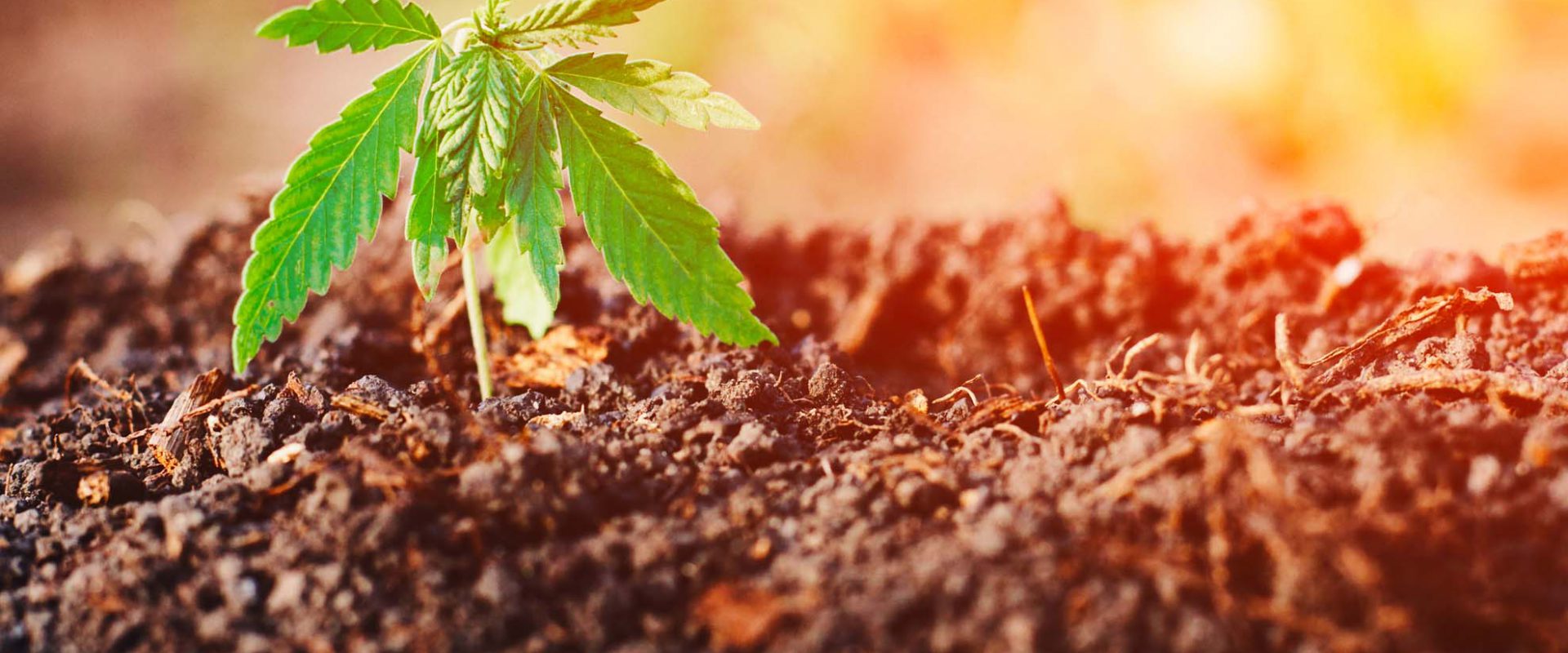 young cannabis plant