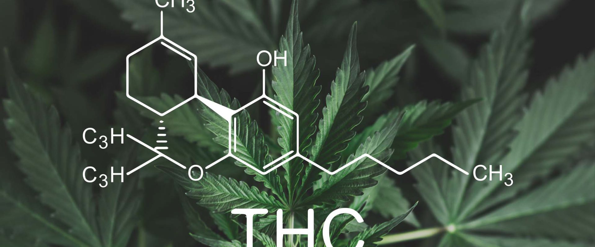 cannabis plants and thc molecule