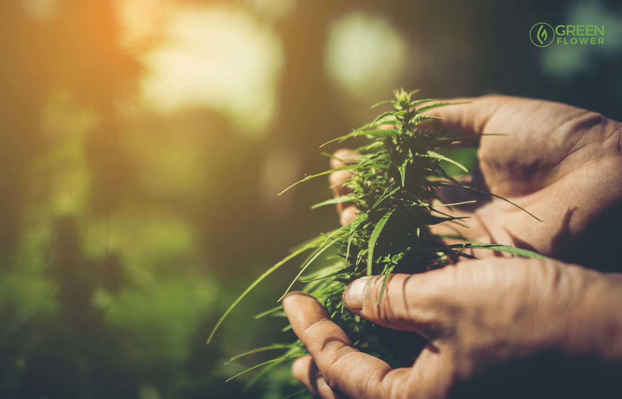 Hydroponic vs Soil Cannabis Cultivation - RQS Blog