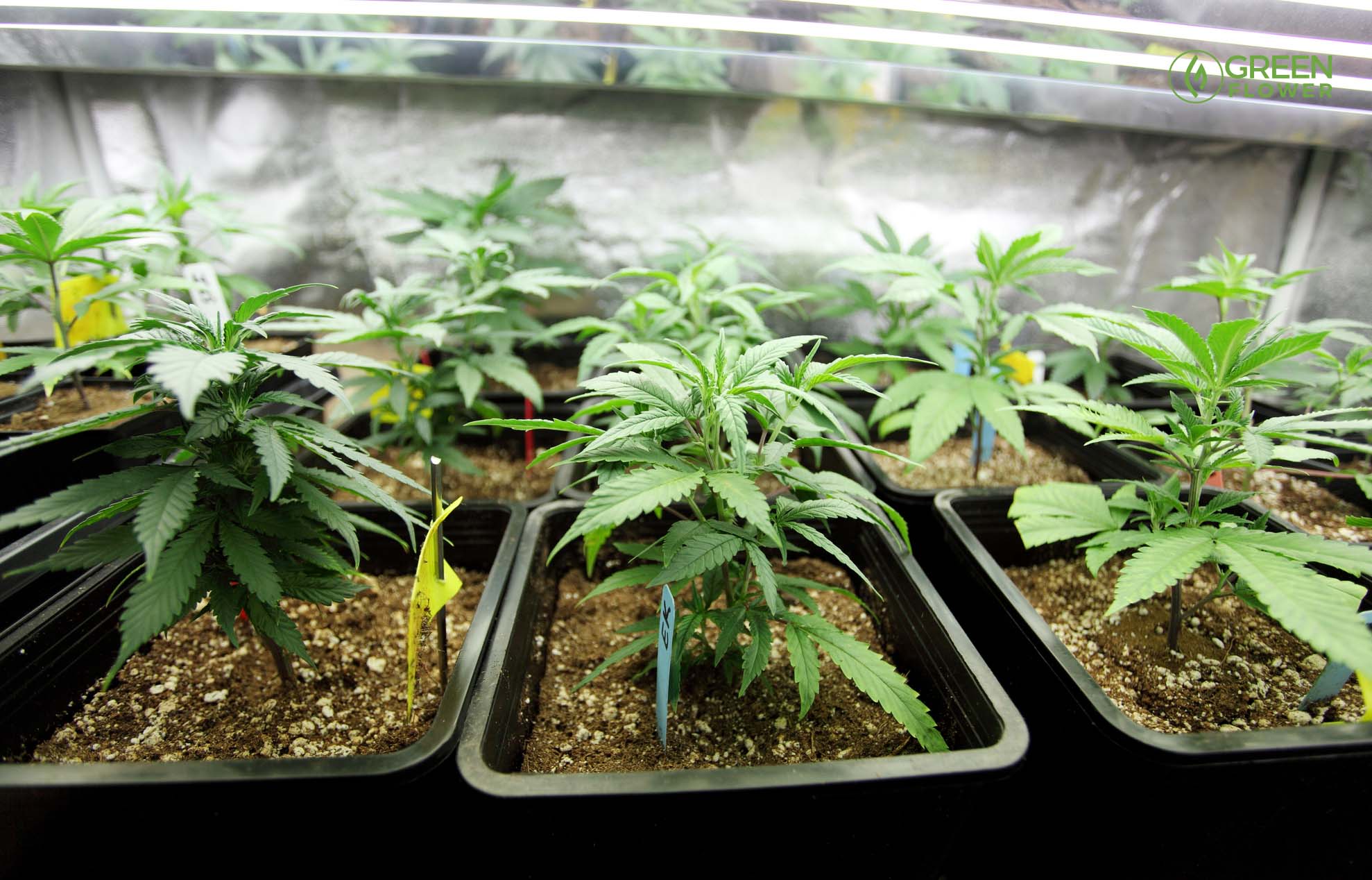 Growing Cannabis: Clones vs Seeds | Green Flower News