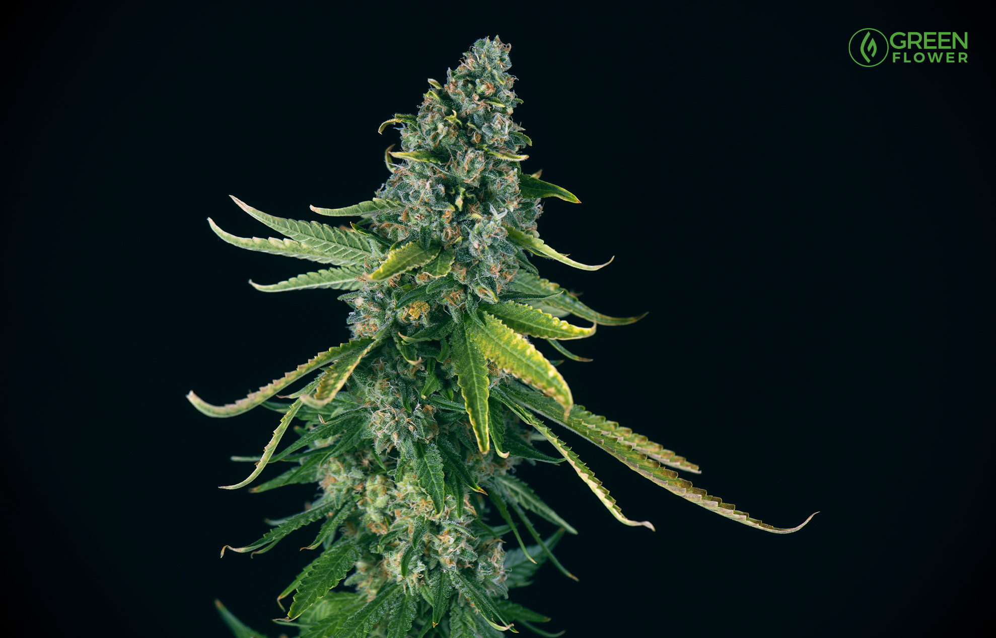 Gods Green Crack Autoflowering Marijuana Seeds - Pacific Seed Bank