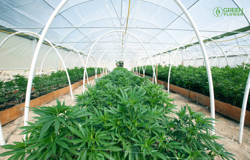 growing cannabis outdoors with a greenhouse