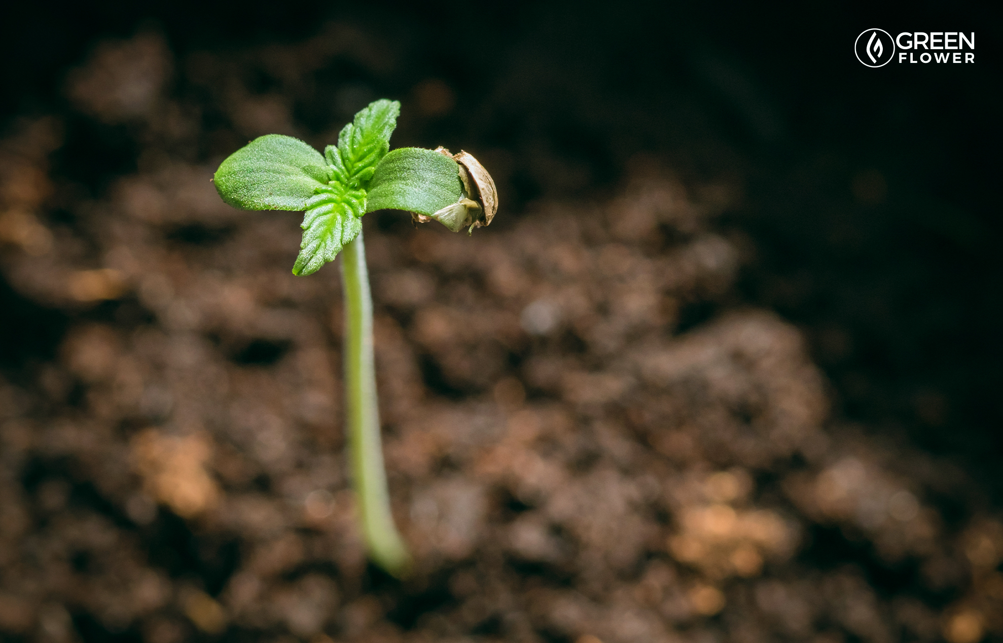 How To Start Cannabis Seeds - Respectprint22