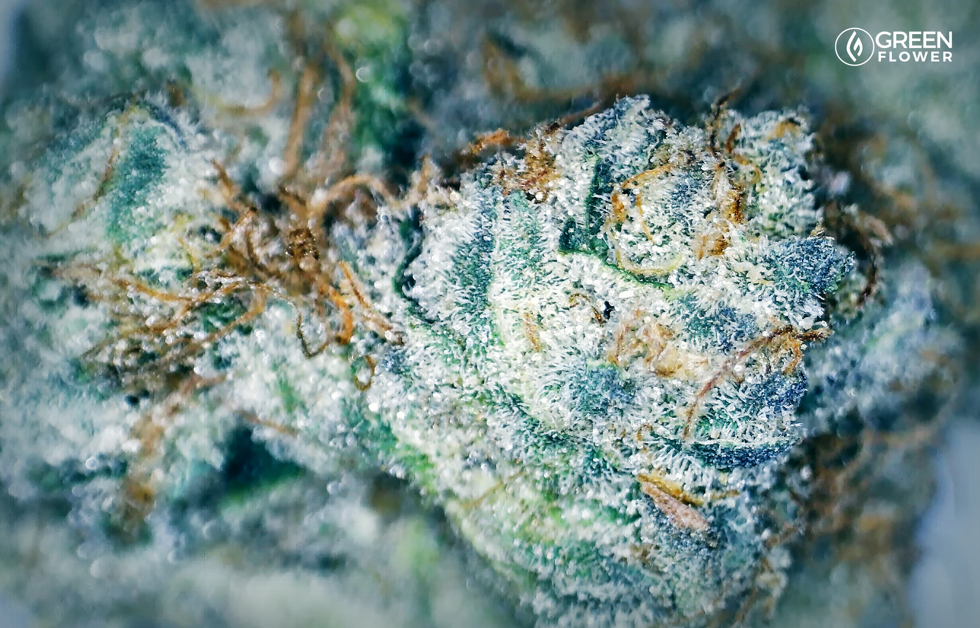 What Is The Wedding Cake Strain?